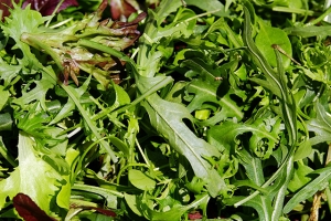 Eichblattsalat