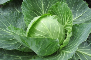 Kabis weiss gross 1 kg