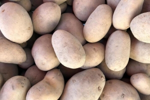 Kartoffeln Viktoria mehlig 10 kg