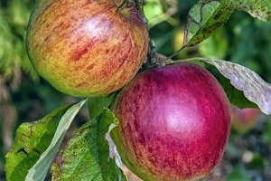 Kuchenapfel Boskoop 1 kg