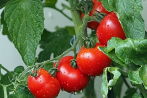 Tomaten